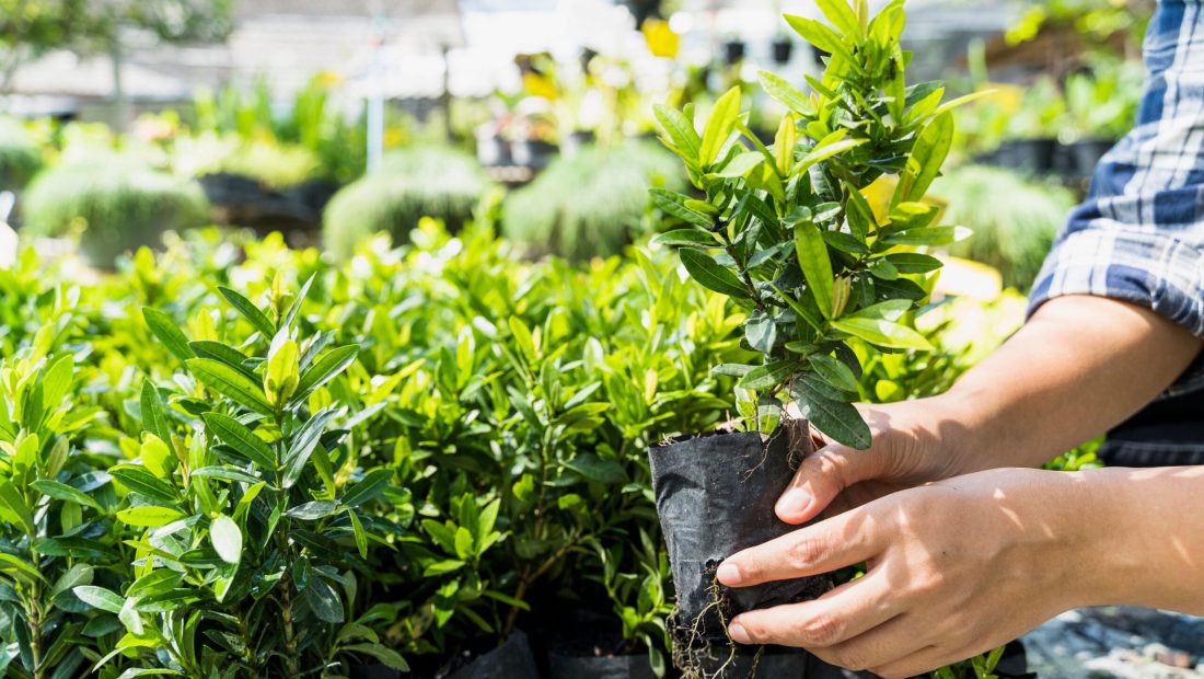 Natuurlijk Valk Hoveniers – Planten planten Natuurlijk Valk Hoveniers - Planten planten