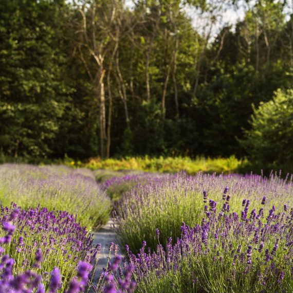 high-angle-natural-landscape-with-lavender-scaled.jpg